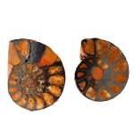  - Fossilien sind &Uuml;berreste vergangenen...