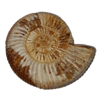 Fossilien Ammolith Schnecke ca. 246 g