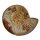 Fossilien Ammolith Schnecke ca. 246 g